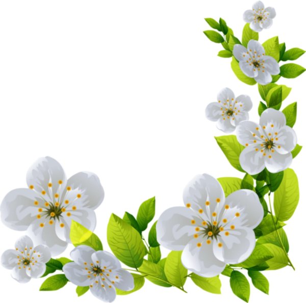 ветка яблони  яблоневая ветка