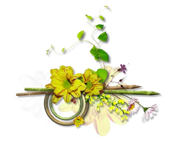 цветок прозрачный фон