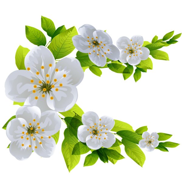 ветка цветущей яблони