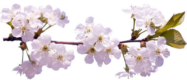 яблоня черри блоссом