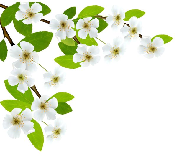 ветка яблони