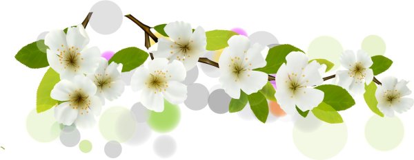 ветка яблони