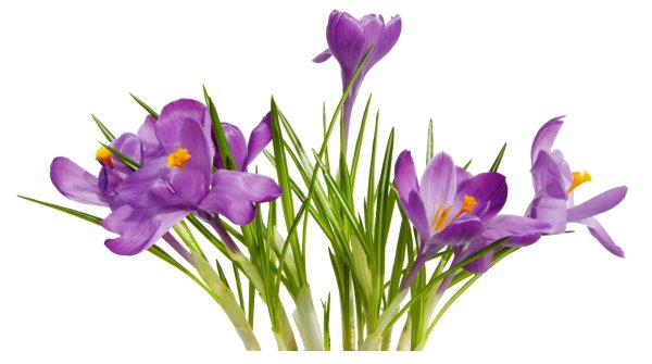 луковичные крокусы