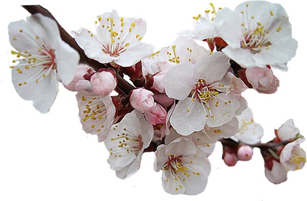 цветки вишни