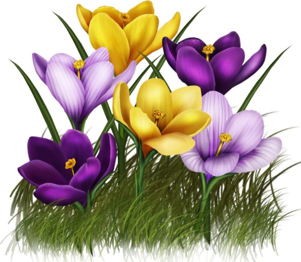 первоцветы подснежники крокусы гиацинты