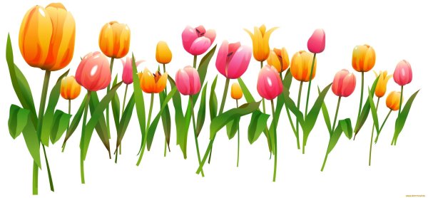 тюльпаны для оформления