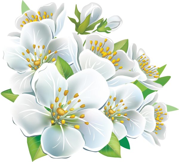 яблоневый цвет на прозрачном фоне