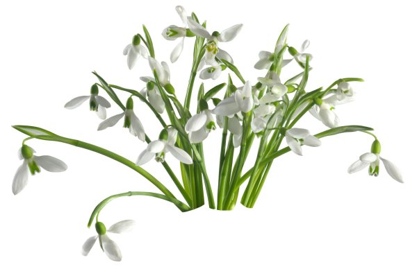 подснежник галантус голубой