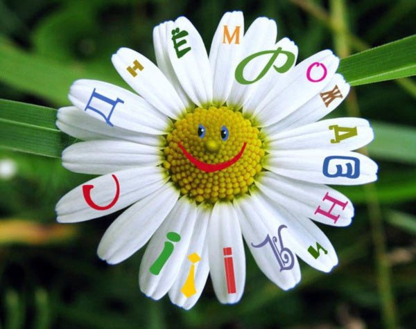 ромашка поповник маргаритка