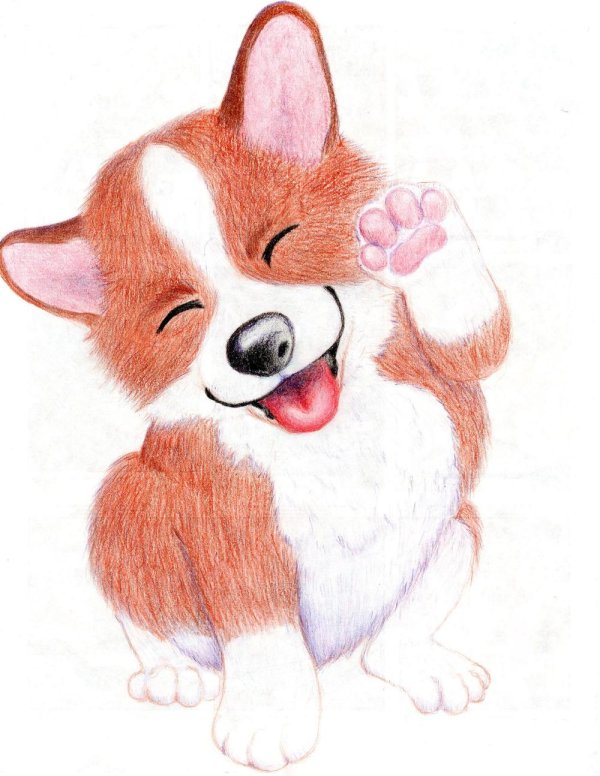 собака корги