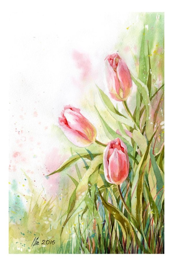 тюльпаны акварелистов акварелистов