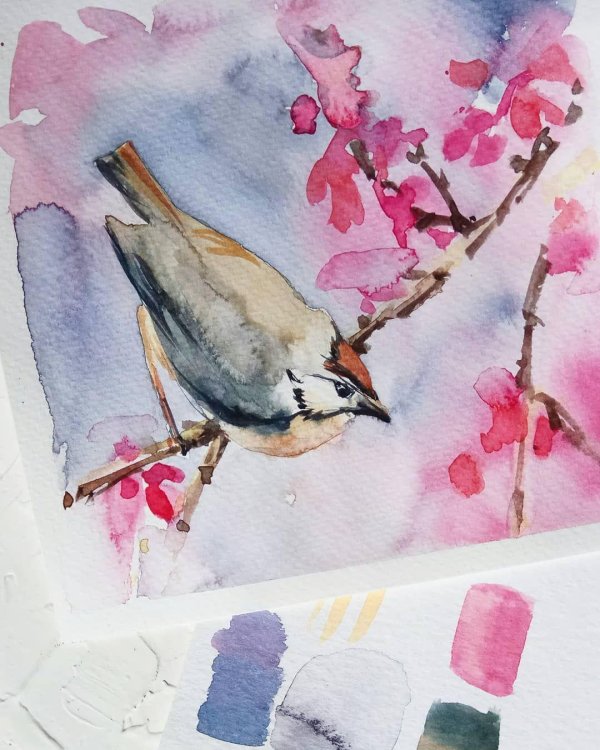 свиристель акварелью