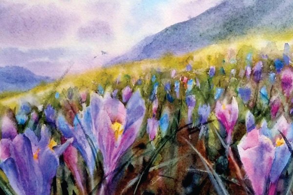 крокусы елена тенер