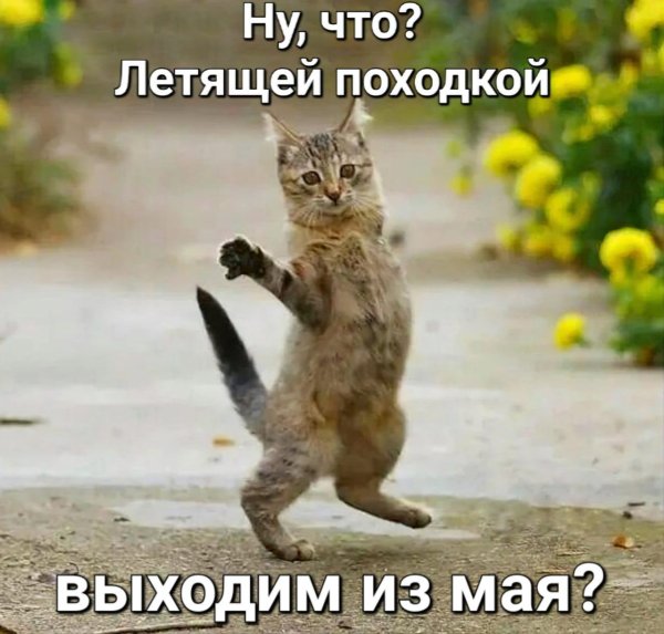 кот приветствует