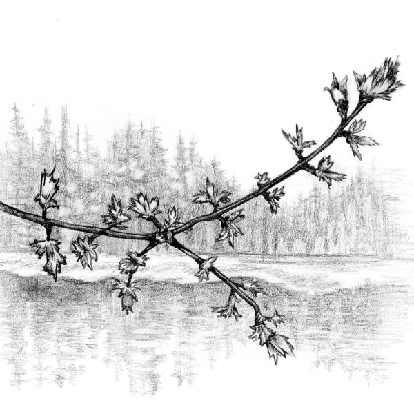 ветка сакуры эскиз