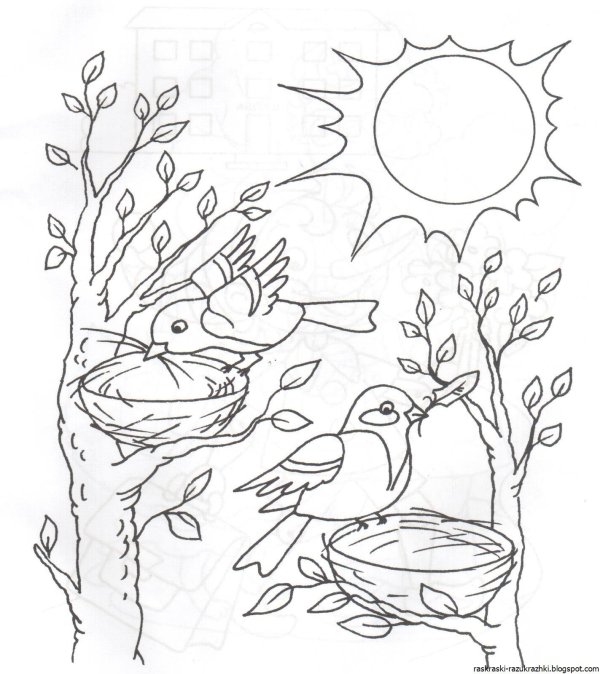 раскраска птиц