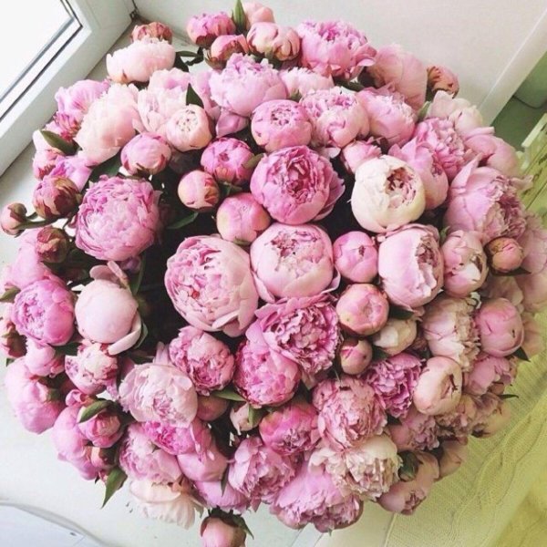 фон с пионами