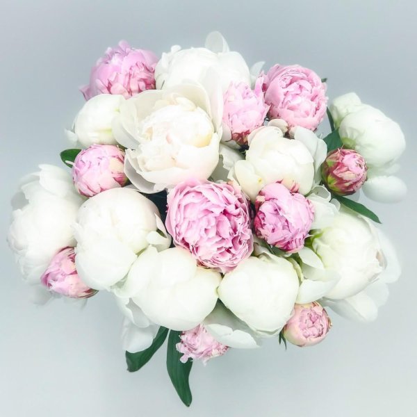 розоподобные пионы