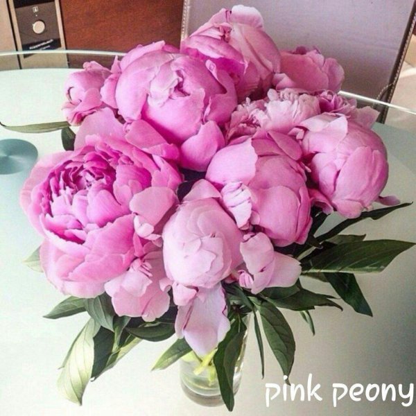 пион одилия