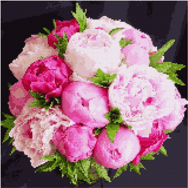 пион бомбовидный