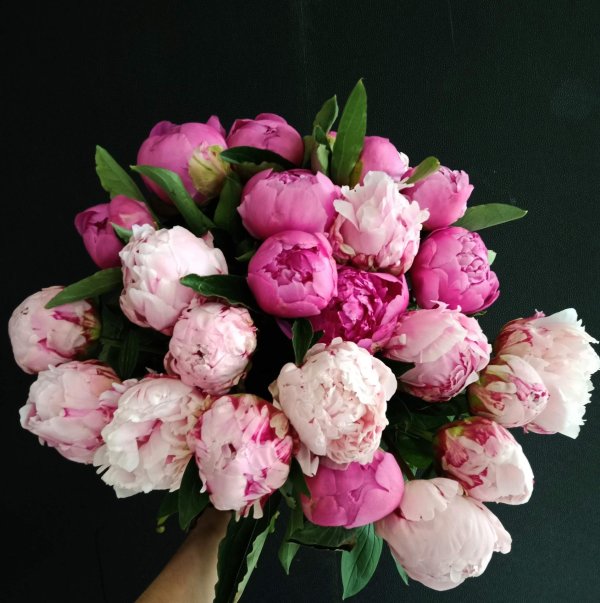 гисслер пионы