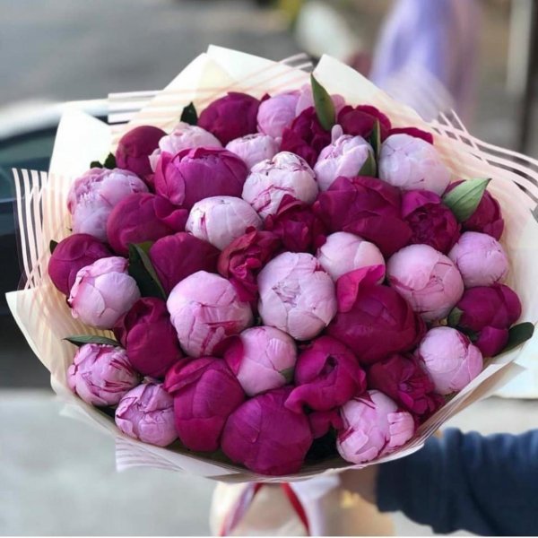 красивые букеты пионов