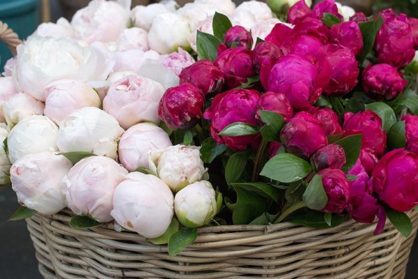 розоподобные пионы