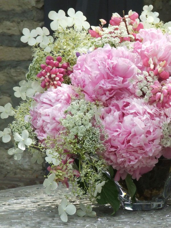 гортензия кандибелле сорбет