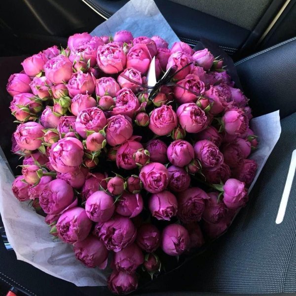 роза мисти баблс