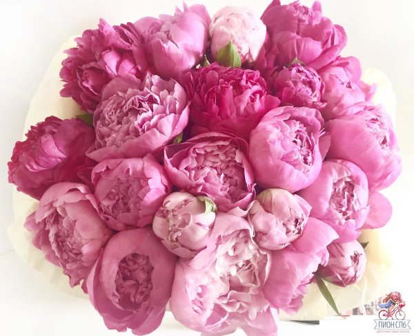 красивые букеты пионов