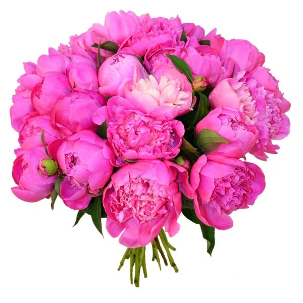 красивые букеты пионов
