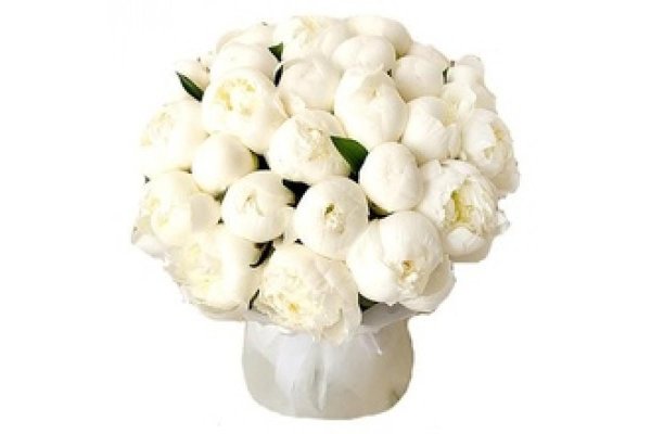 белые пионы