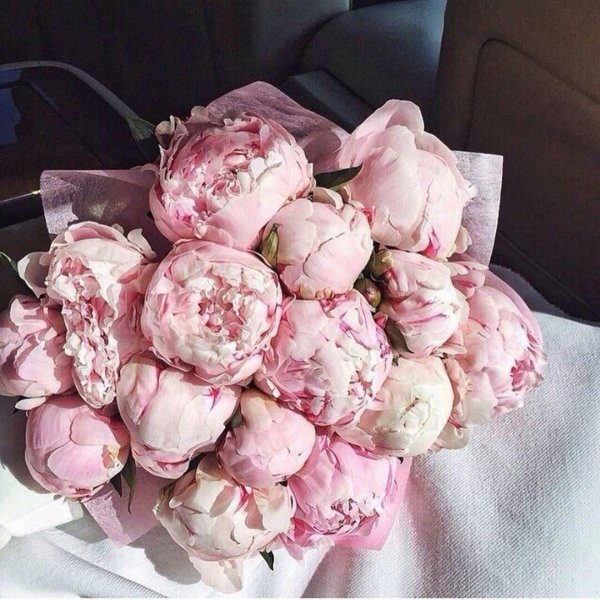 красивые букеты пионов
