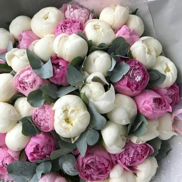 красивые букеты пионов