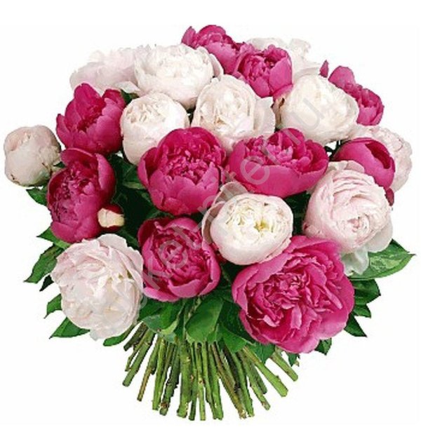 букетище пионов