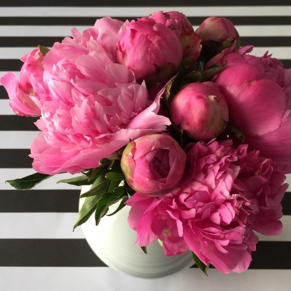 розовые пионы
