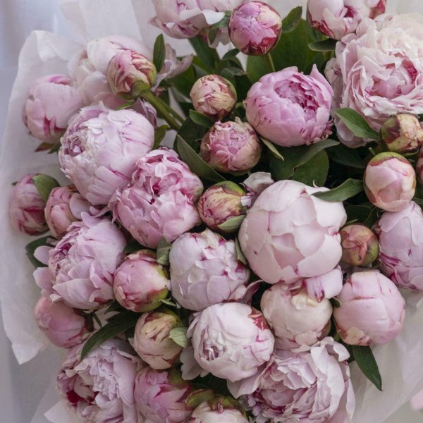 красивые букеты пионов