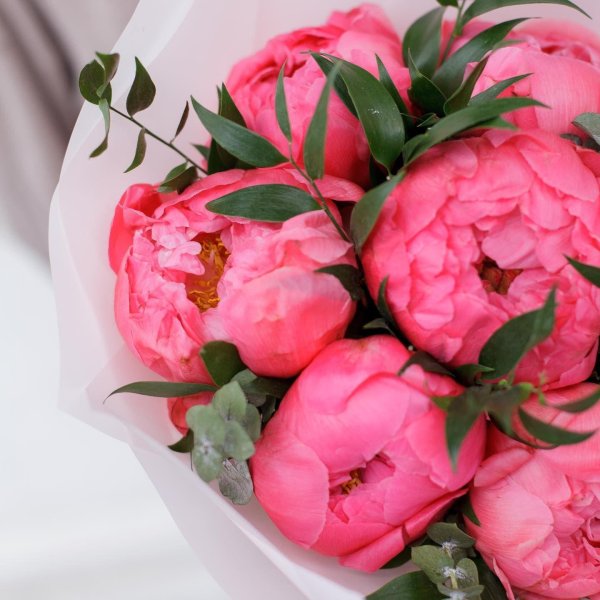 пионы бомбовидные