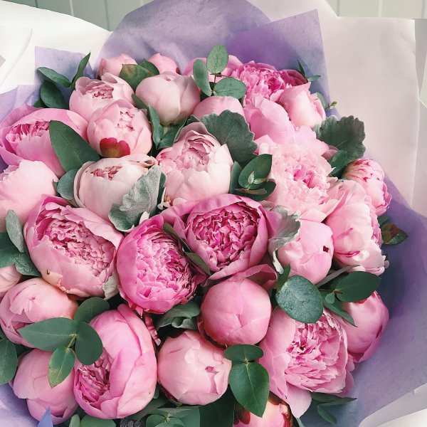 красивые букеты пионов