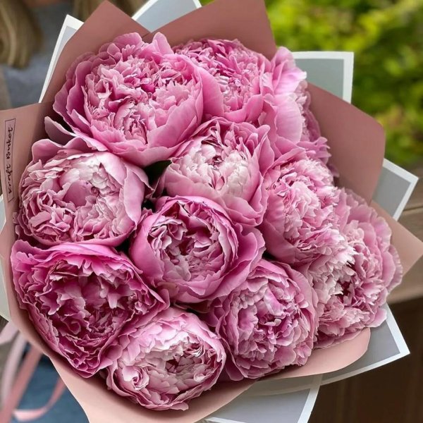 пион джакорма