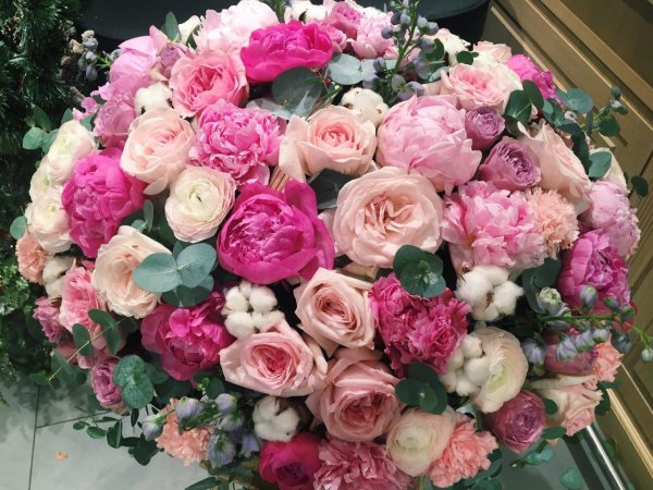 пионовидная роза куст