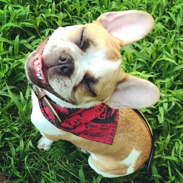 французский бульдог улыбка