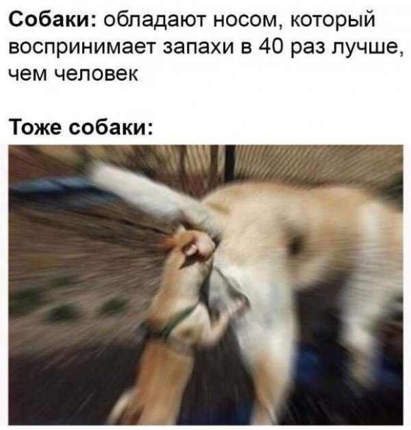 собаки нюхают под хвостом