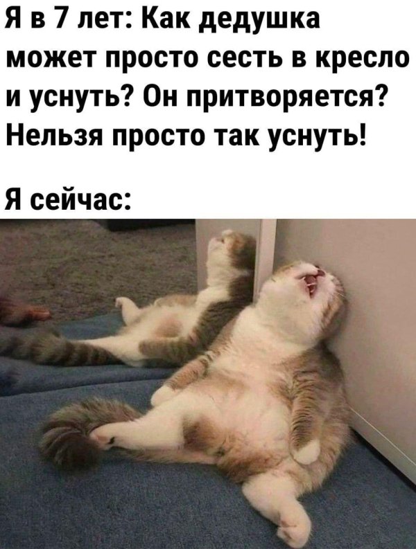уставший кот