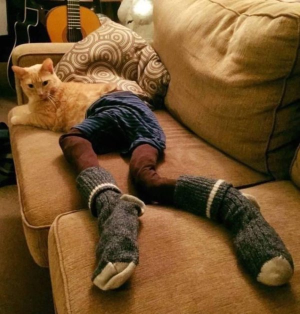 животные в носках