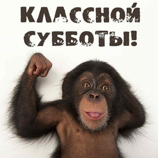 смешная обезьяна