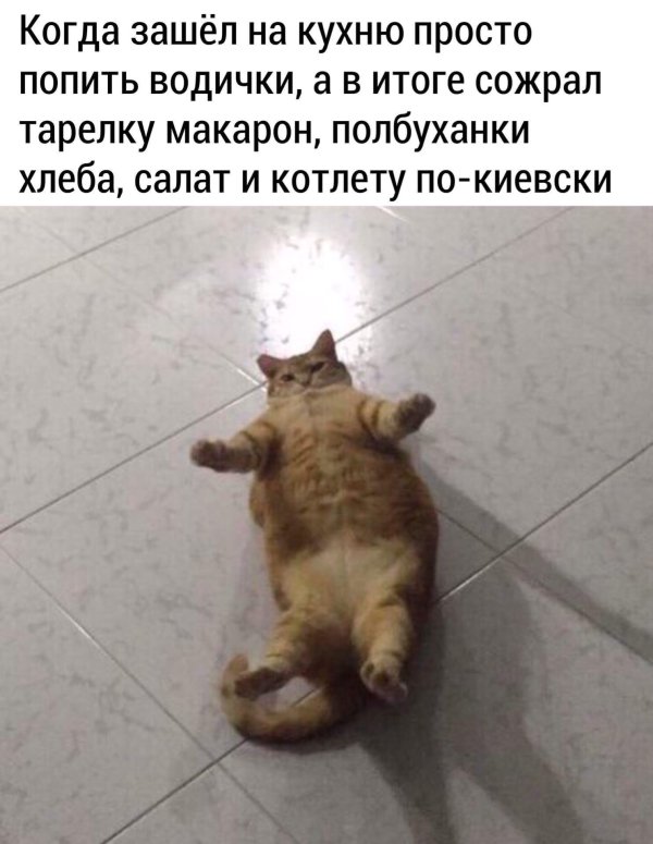 про котиков