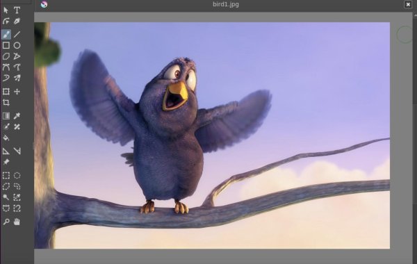 сумасшедшая птичка