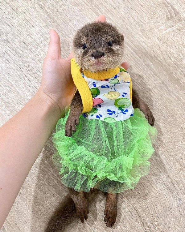 милая выдра