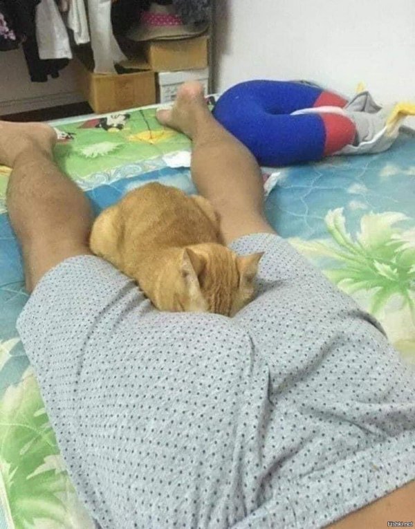 спящие коты